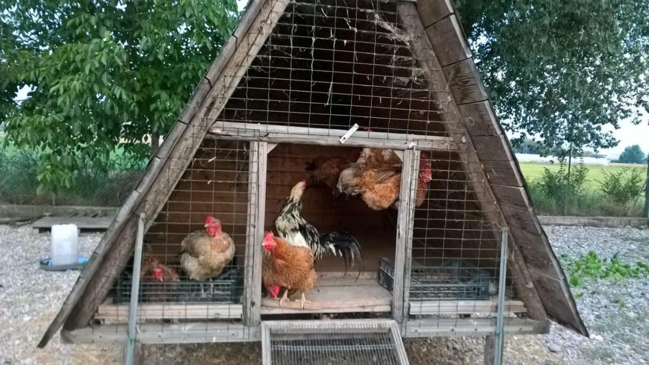 Agriturismo Cipolli E Podo Corte Carlini Mantova Bagian luar foto